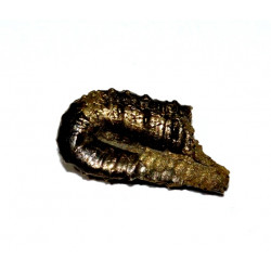 protanisoceras alternotuberculatum