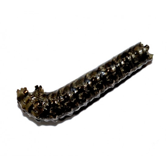 protanisoceras alternotuberculatum