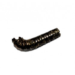 protanisoceras flexuosum