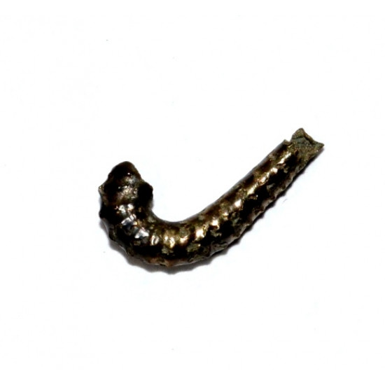 protanisoceras flexuosum