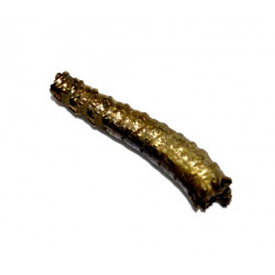 protanisoceras flexuosum