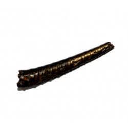 protanisoceras flexuosum
