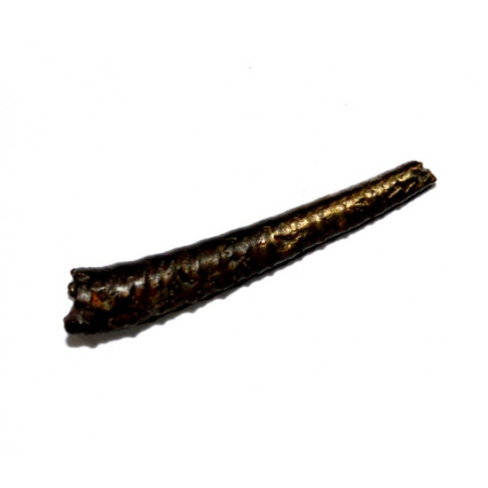 protanisoceras flexuosum