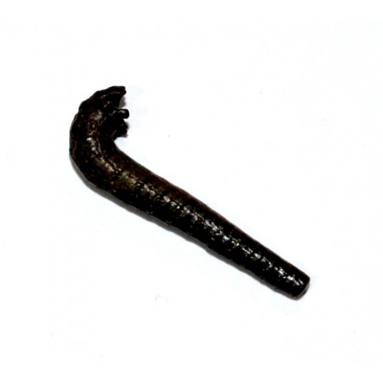 protanisoceras flexuosum