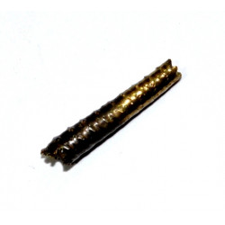 protanisoceras flexuosum