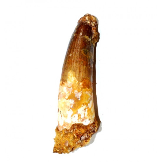 Spinosaurus aegypticus (tooth)