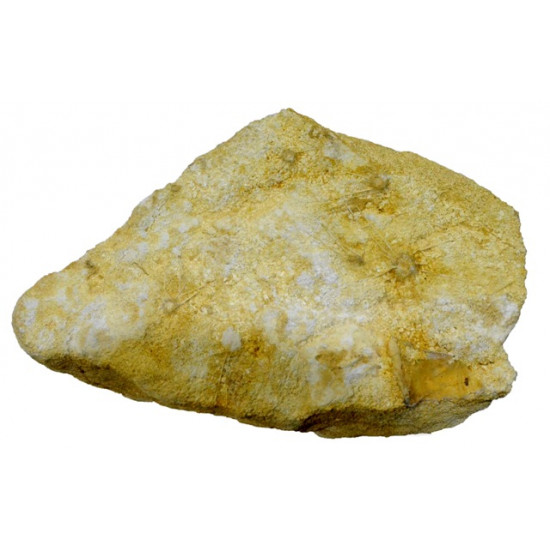 ophiopetra sp et acrosalenia pustulosa