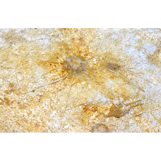ophiopetra sp et acrosalenia pustulosa
