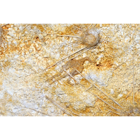 ophiopetra sp et acrosalenia pustulosa