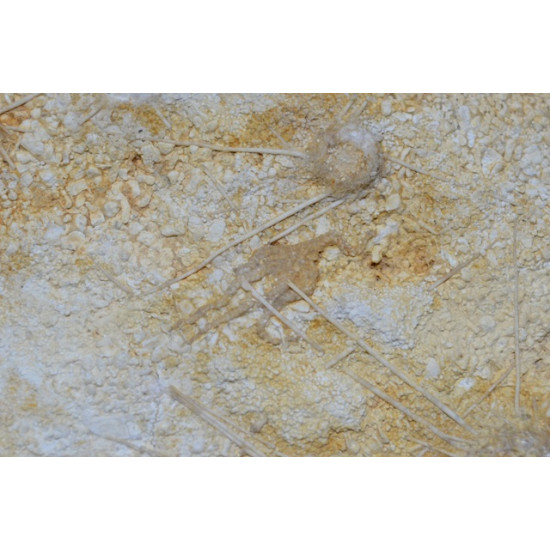 ophiopetra sp et acrosalenia pustulosa