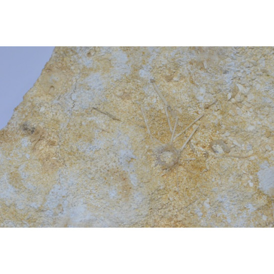 ophiopetra sp et acrosalenia pustulosa