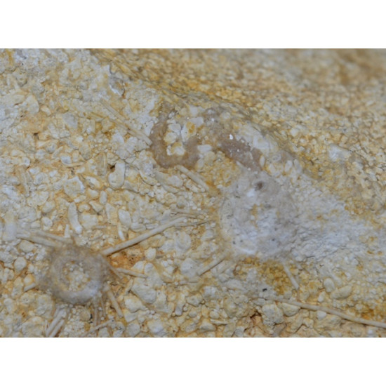 ophiopetra sp et acrosalenia pustulosa