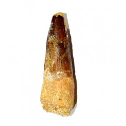 Spinosaurus aegypticus (tooth) 