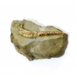 protanisoceras sp.