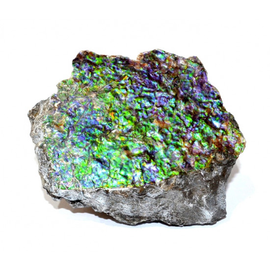 Ammolite placenticeras meeki