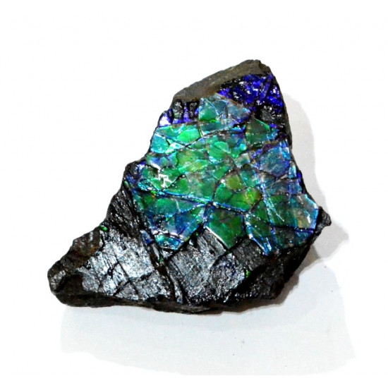 Ammolite placenticeras meeki