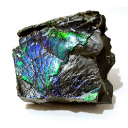 Ammolite placenticeras meeki