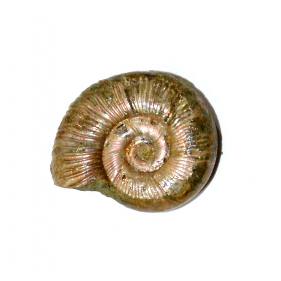 neosilesites ambatolafiensis