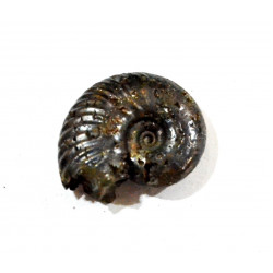 hoplites sp.