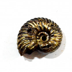 hoplites sp.