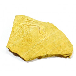 sinosura kelheimense