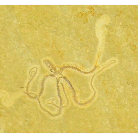 sinosura kelheimense