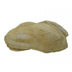 barbatia mytiloides