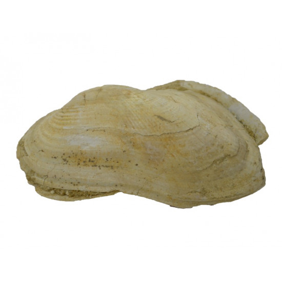 barbatia mytiloides