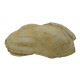 barbatia mytiloides