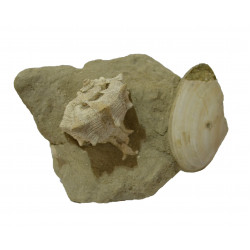 bolinus brandaris 