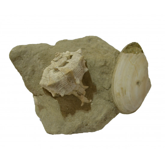 bolinus brandaris 
