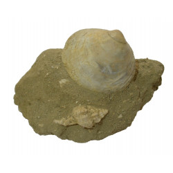 laevicardium homofragile + latyrus ligusticus