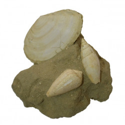 tellina pulchella - conus pyrulla - mitra fusiformis