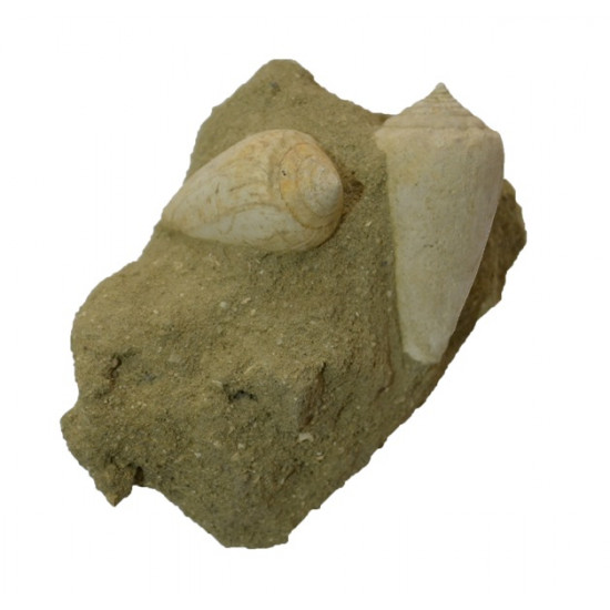 conus mediterraneum