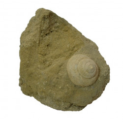 Diloma sp