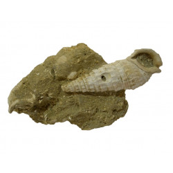 thericium vulgatum