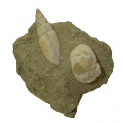 mitra fusiformis - natica tigrina