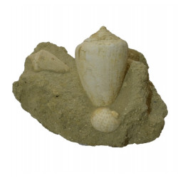 conus mediterraneum - natica tigrina