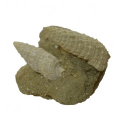 thericium vulgatum