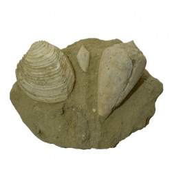 conus mediterraneum + venus multilamella