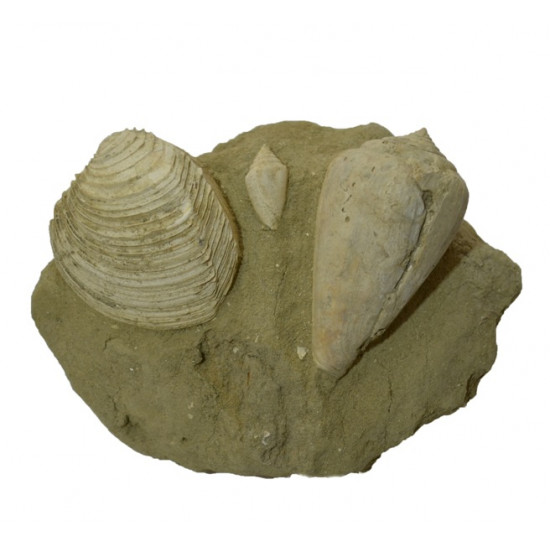 conus mediterraneum + venus multilamella