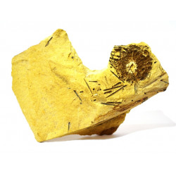 anisophyma carlinoi + radiole 