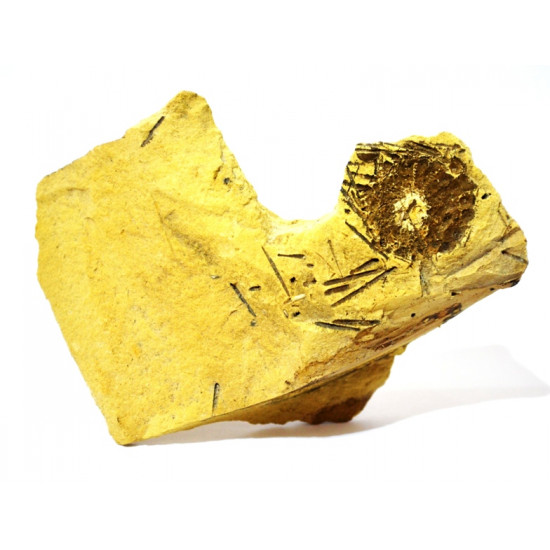 anisophyma carlinoi + radiole 
