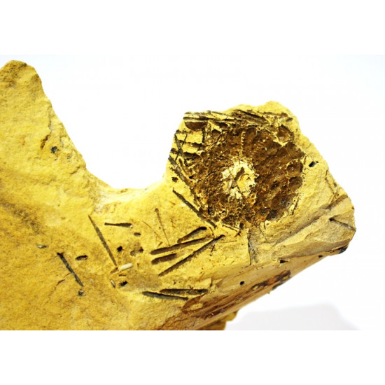 anisophyma carlinoi + radiole 