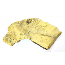 anisophyma carlinoi + radiole