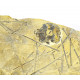 anisophyma carlinoi + spine