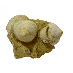 calyptraea chinensis - natica tigrina