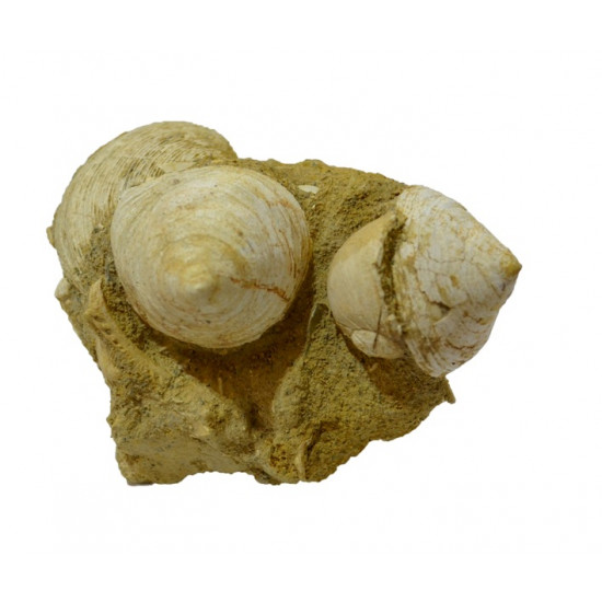 calyptraea chinensis - natica tigrina