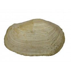 panopea vaudini 