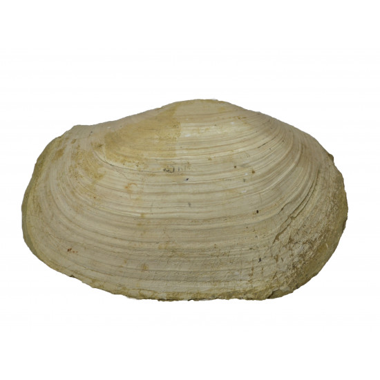 panopea vaudini 